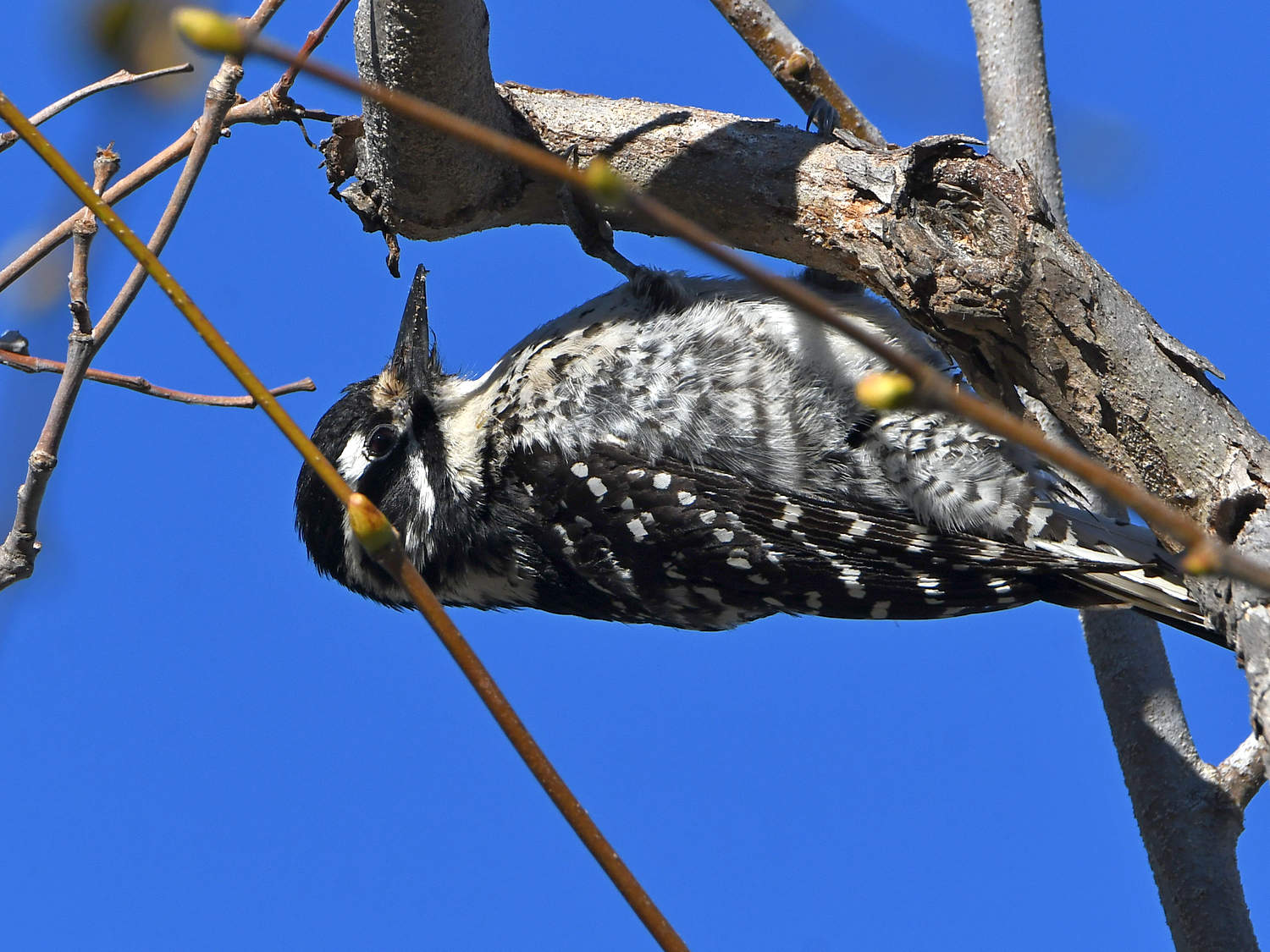 Woodpecker7.jpg