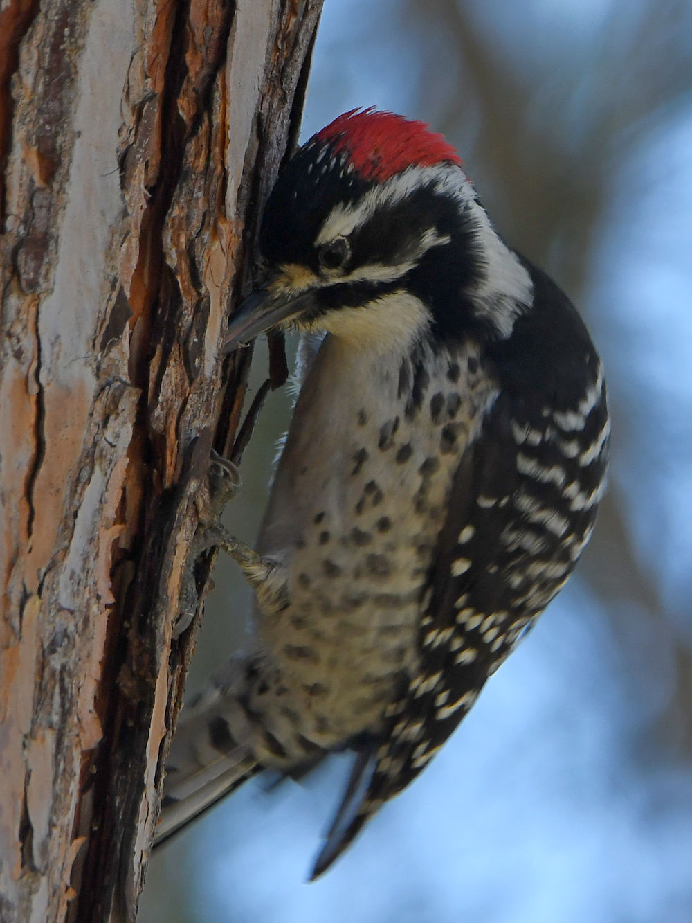 Woodpecker7.jpg