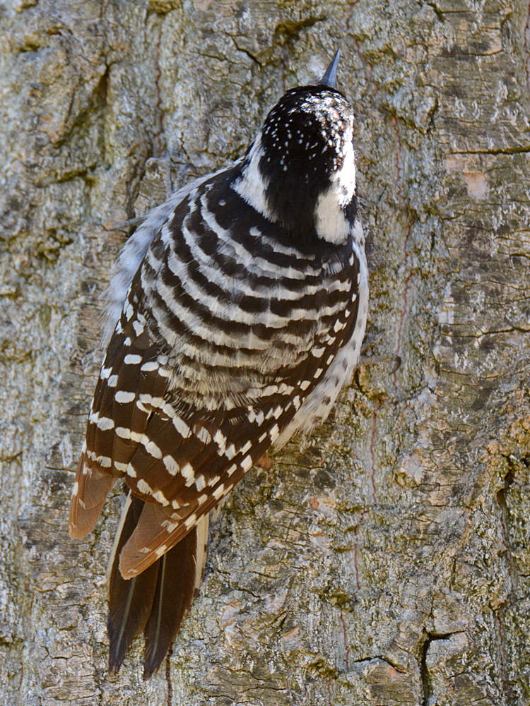 Woodpecker8.jpg