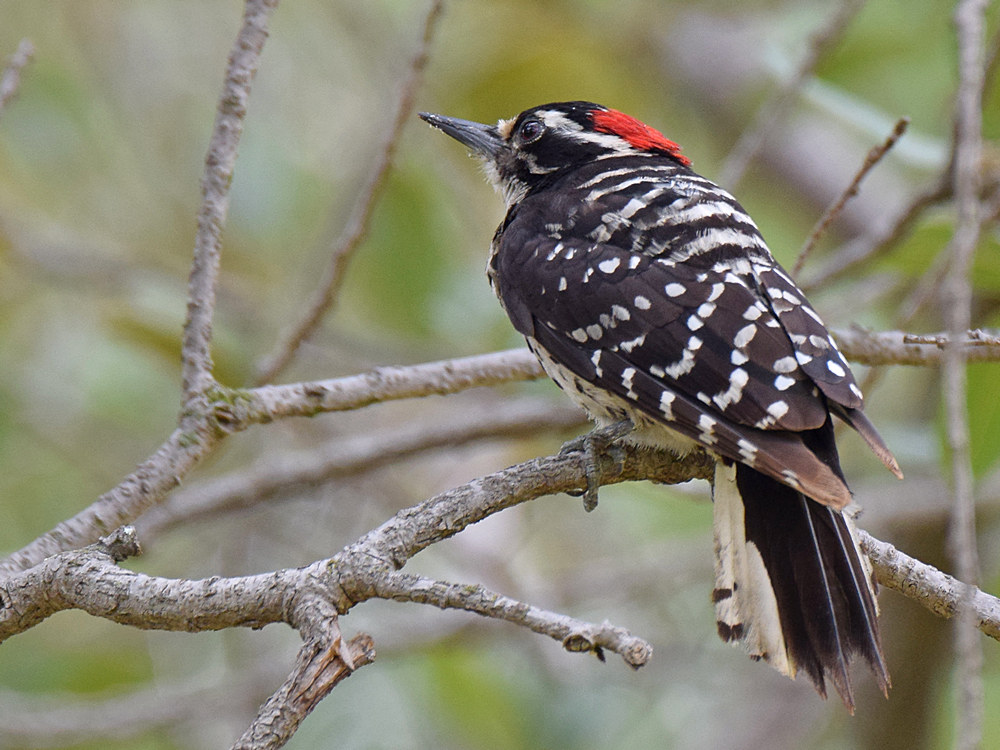 Woodpecker8.jpg