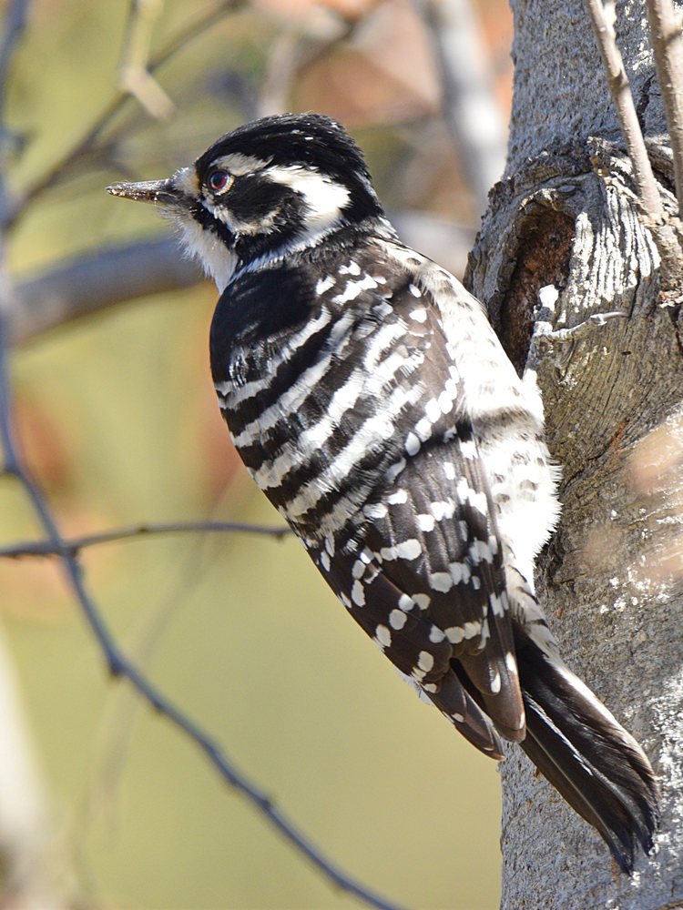 Woodpecker8.jpg
