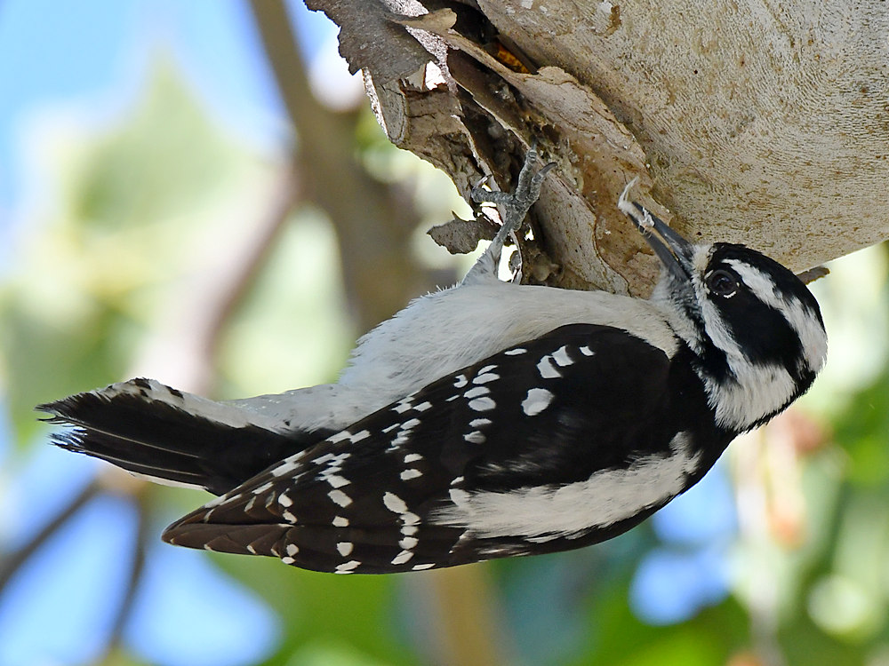 Woodpecker8.jpg