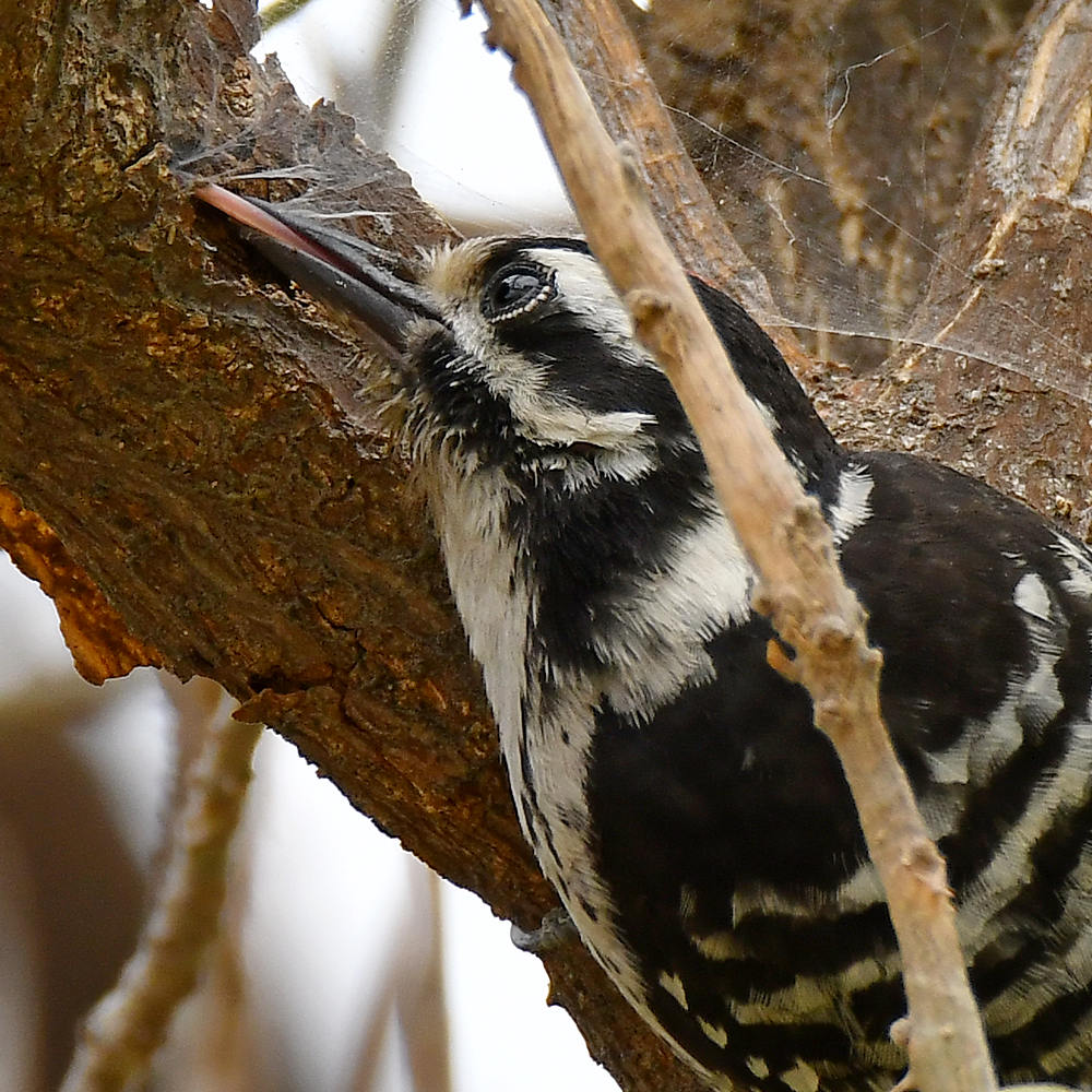 Woodpecker8.jpg