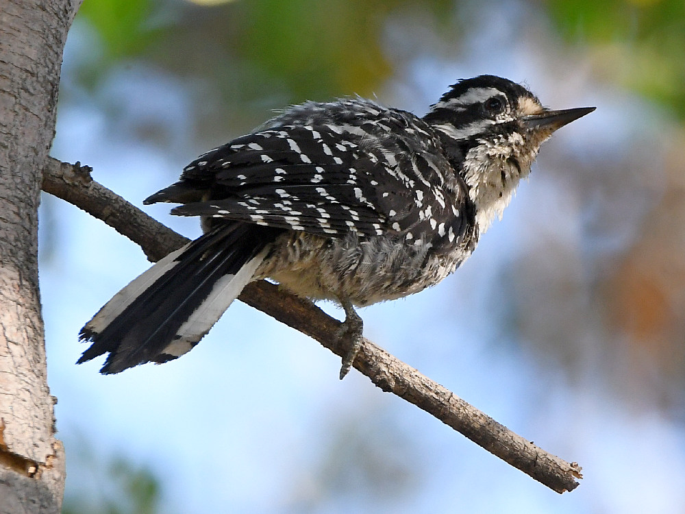 Woodpecker8.jpg