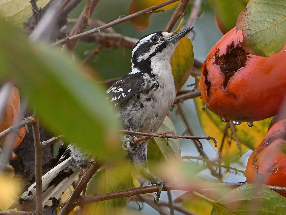Woodpecker8.jpg