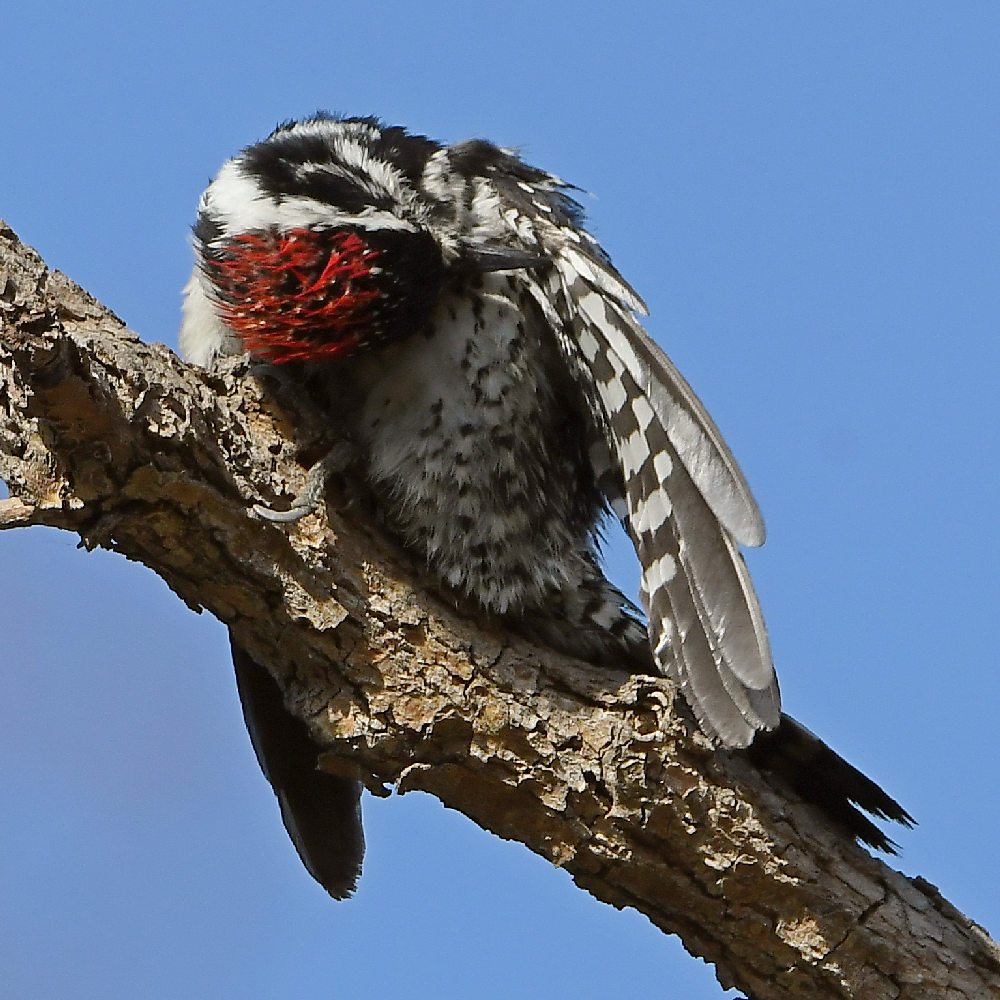 Woodpecker8.jpg