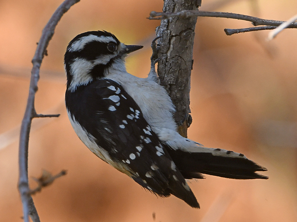 Woodpecker8.jpg