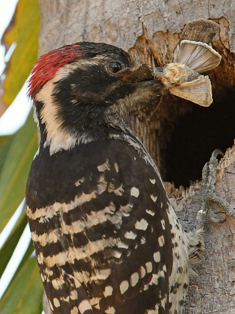 Woodpecker8.jpg