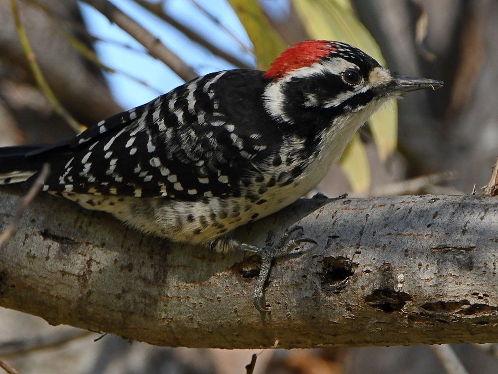 Woodpecker8.jpg