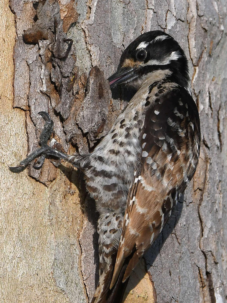 Woodpecker8.jpg