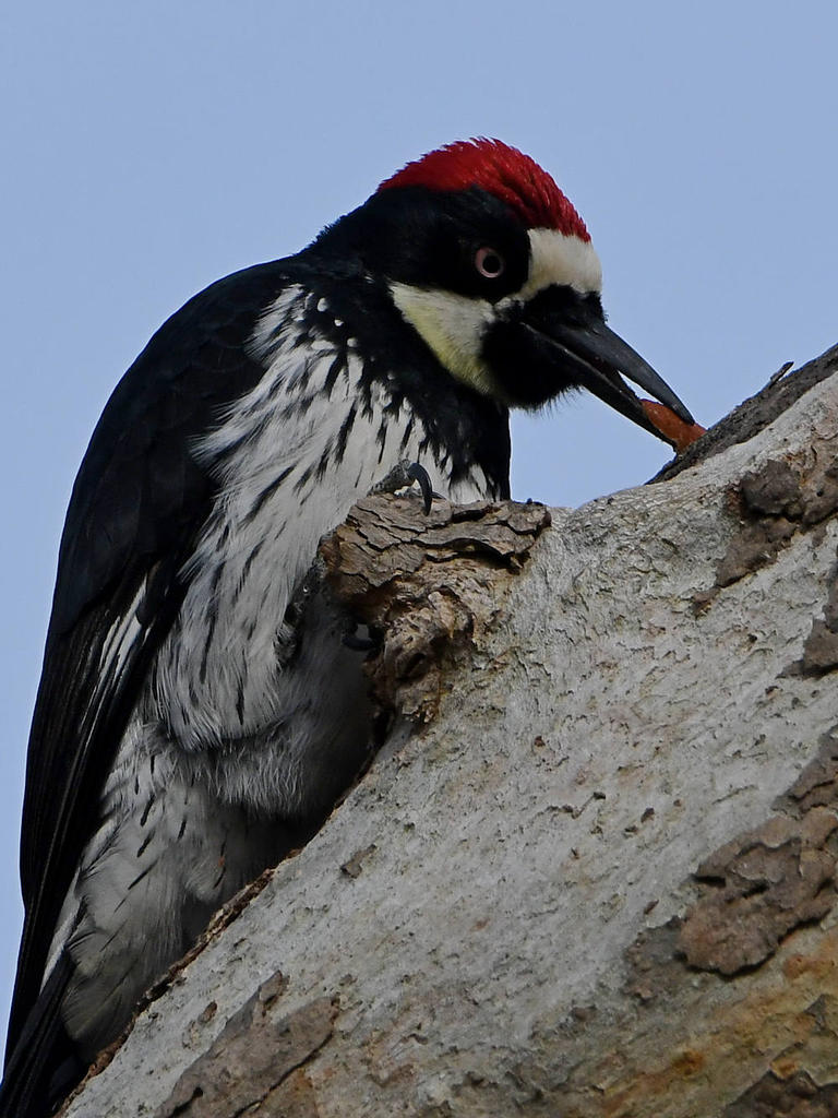 Woodpecker8.jpg