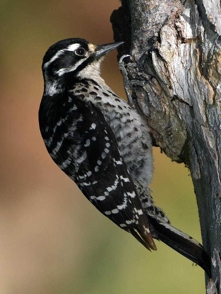 Woodpecker8.jpg