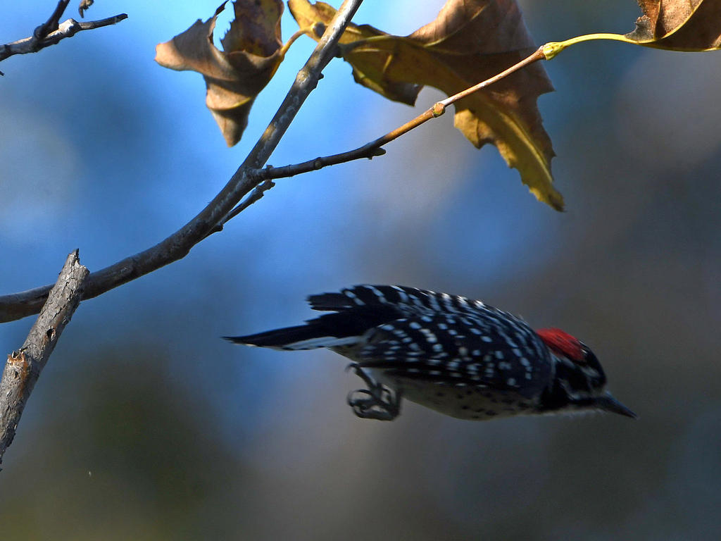 Woodpecker8.jpg