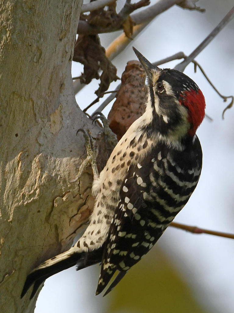 Woodpecker8.jpg