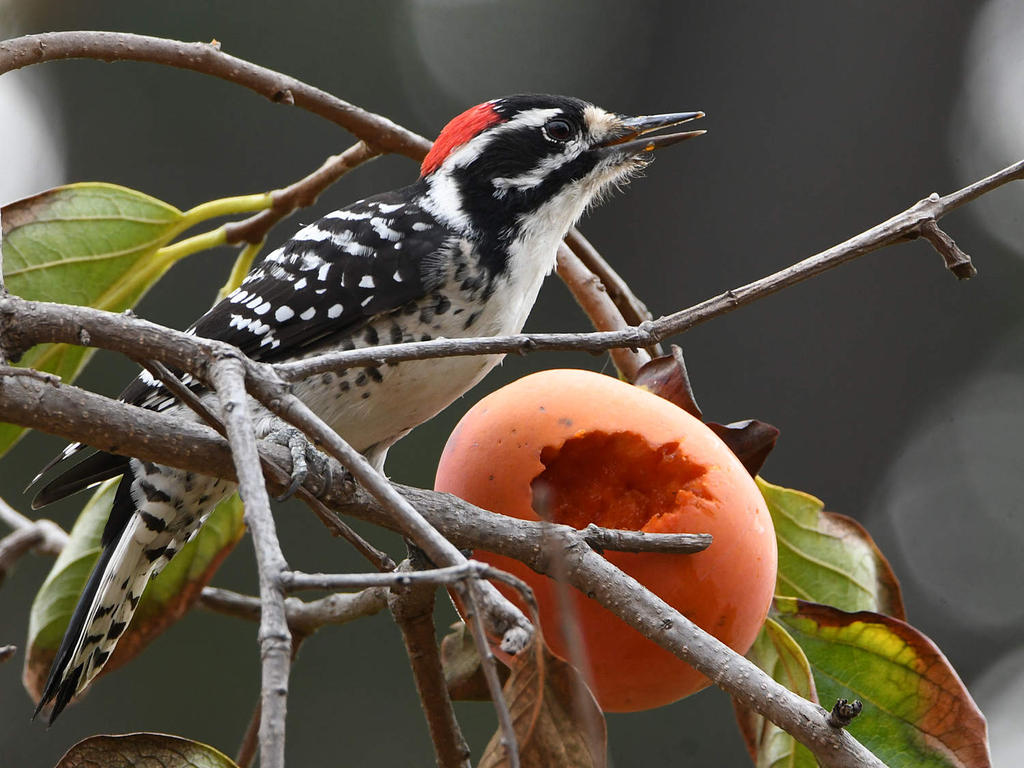 Woodpecker8.jpg