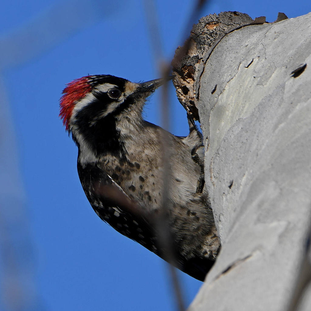 Woodpecker8.jpg