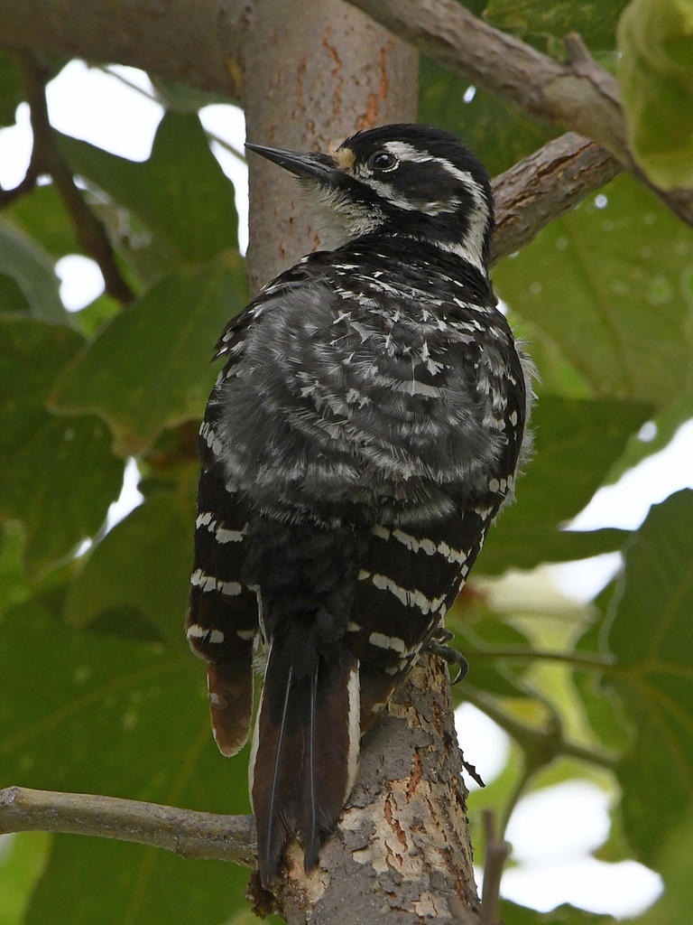 Woodpecker8.jpg