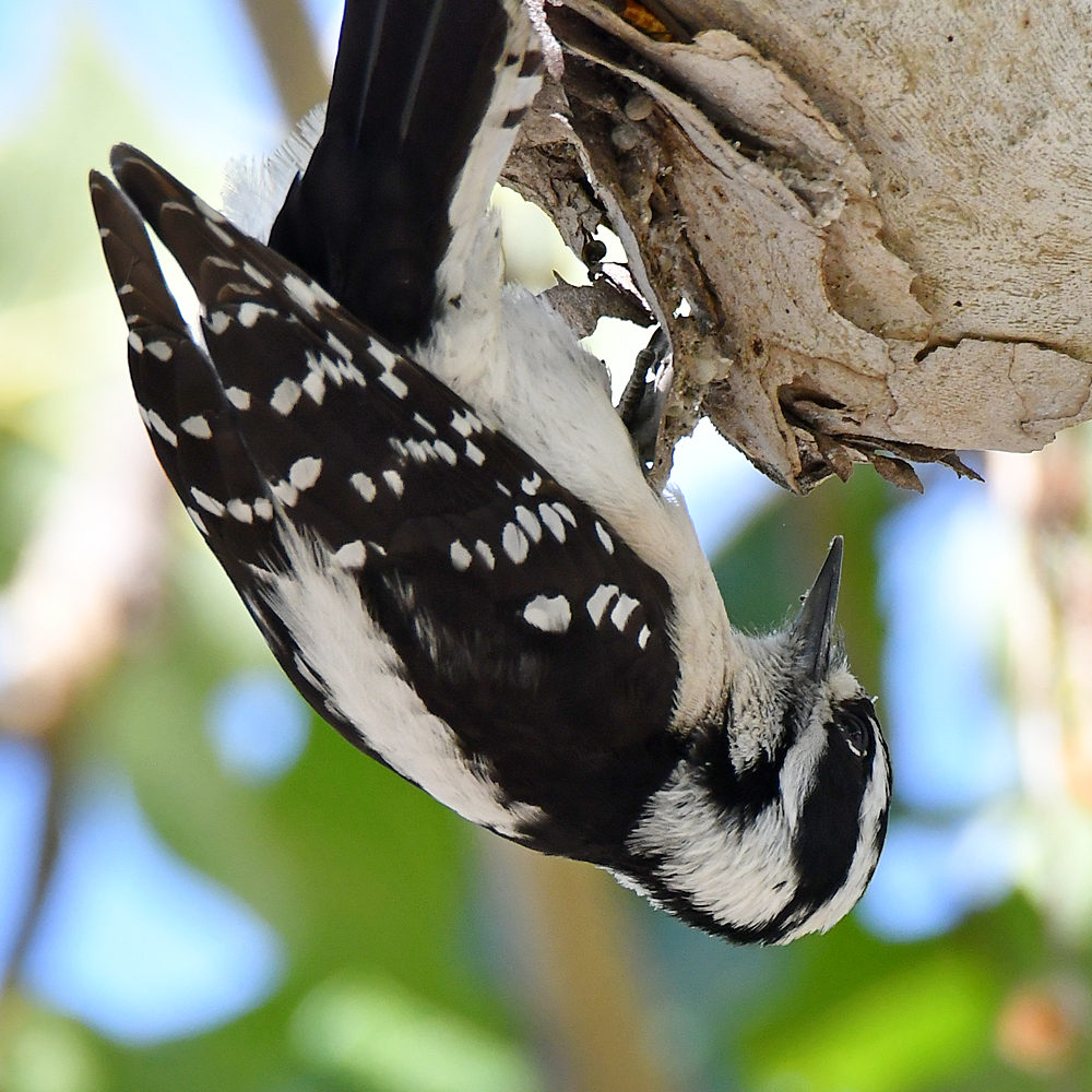 Woodpecker9.jpg