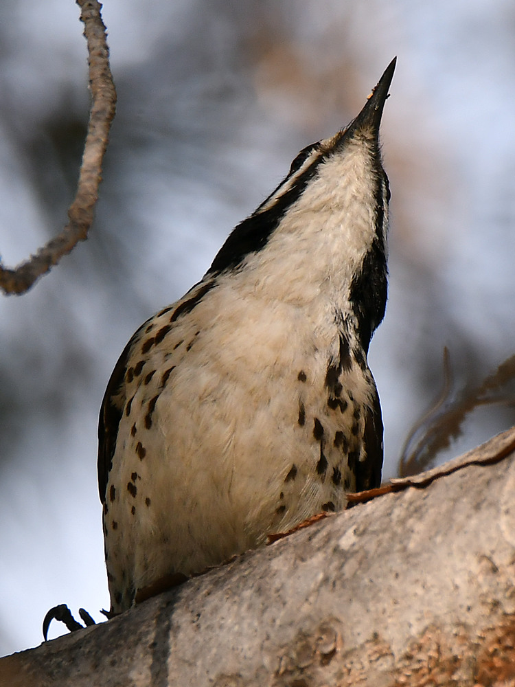Woodpecker9.jpg