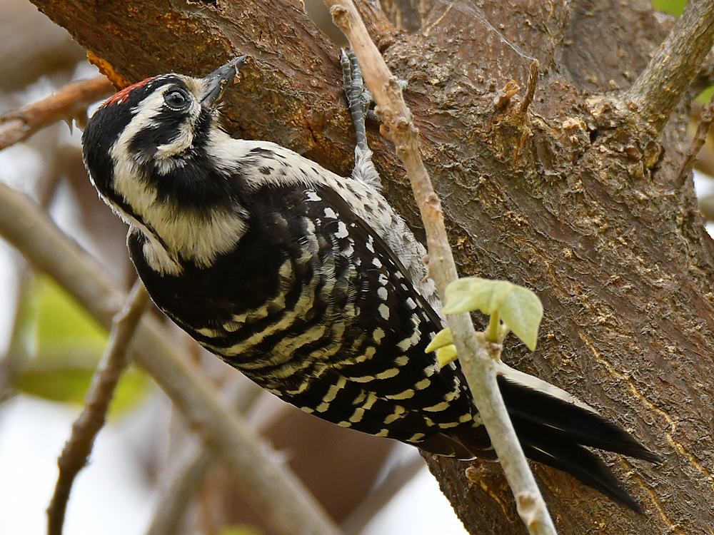 Woodpecker9.jpg