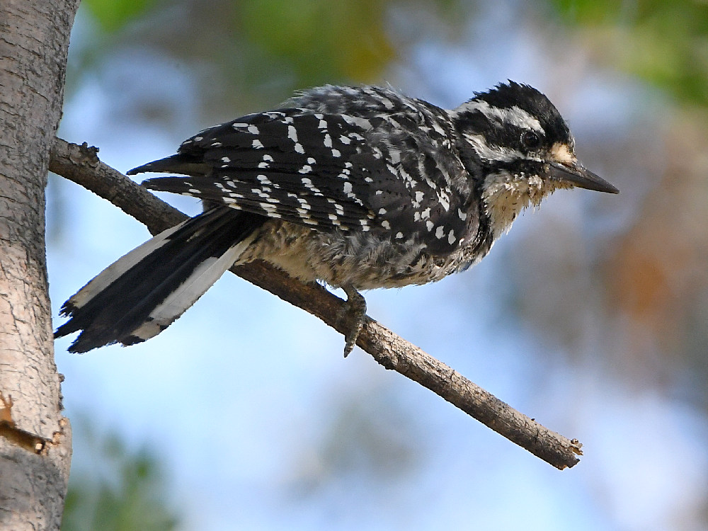 Woodpecker9.jpg