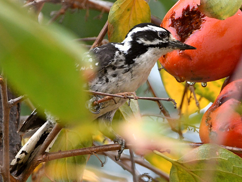 Woodpecker9.jpg