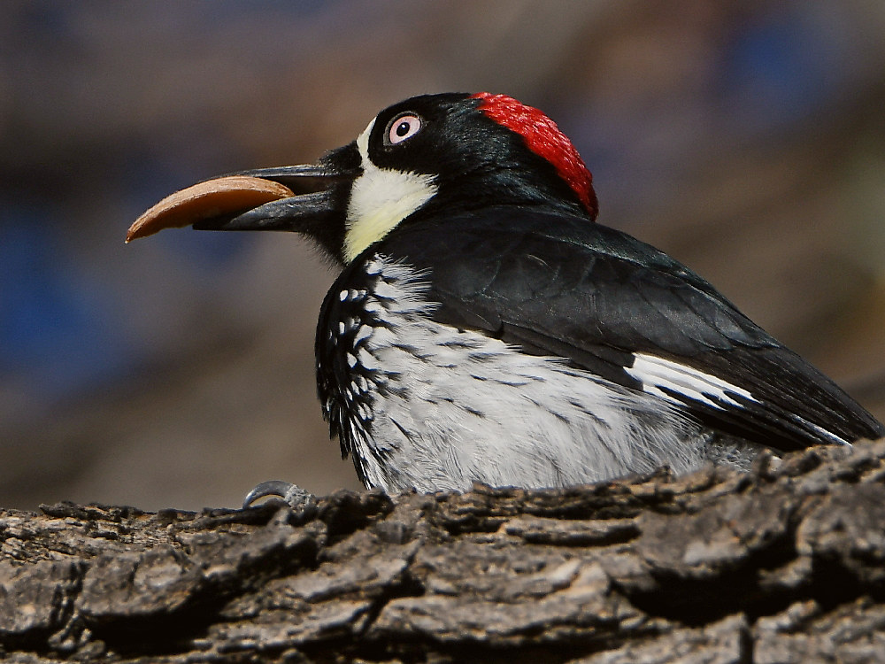 Woodpecker9.jpg
