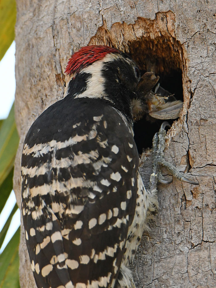 Woodpecker9.jpg