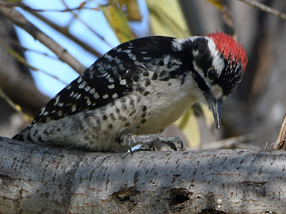 Woodpecker9.jpg