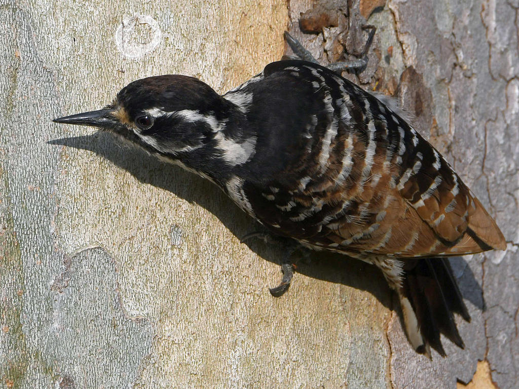 Woodpecker9.jpg