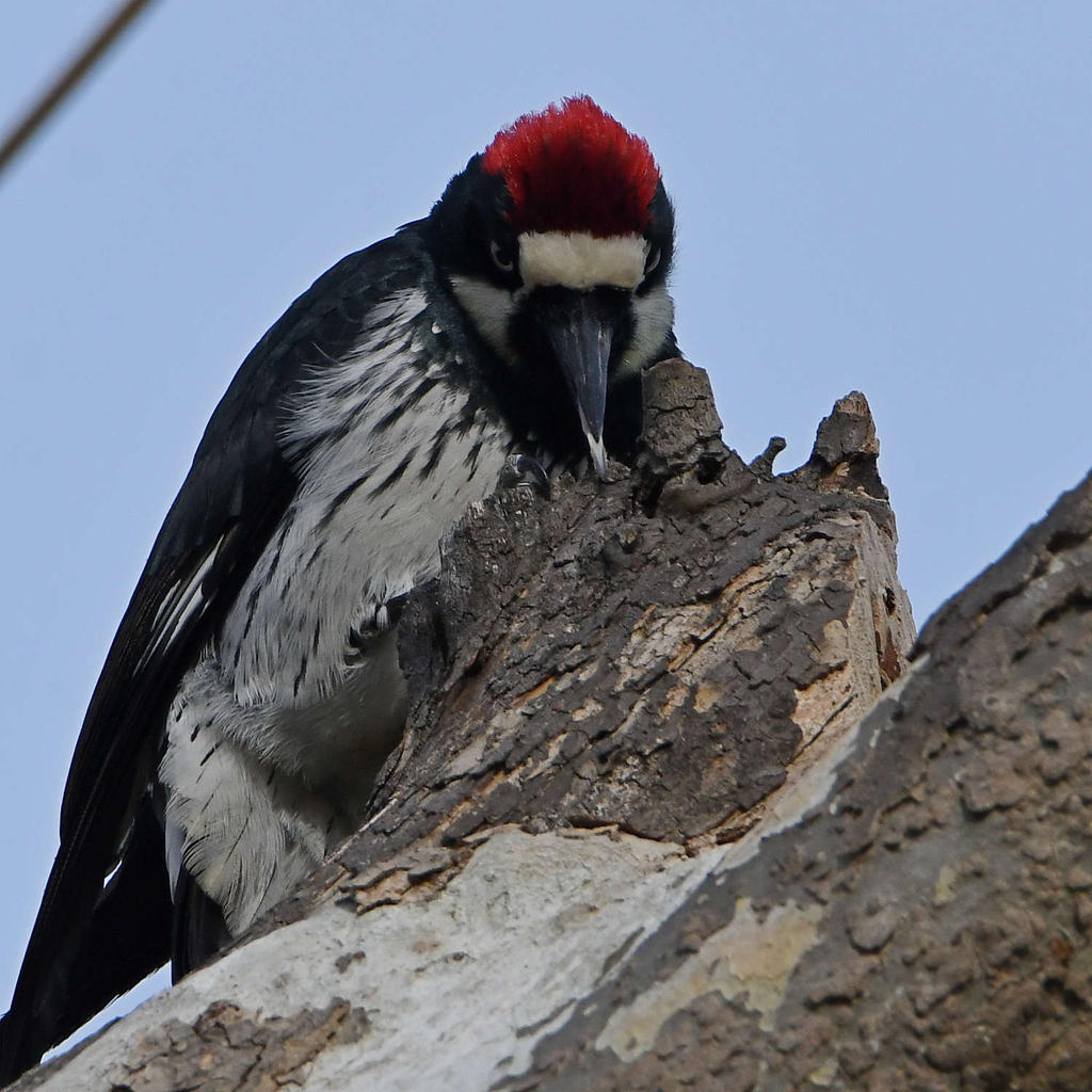 Woodpecker9.jpg