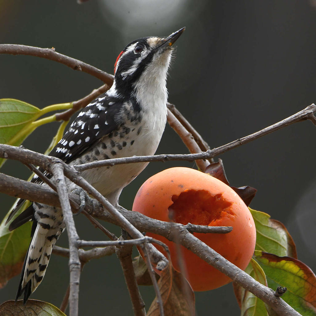 Woodpecker9.jpg