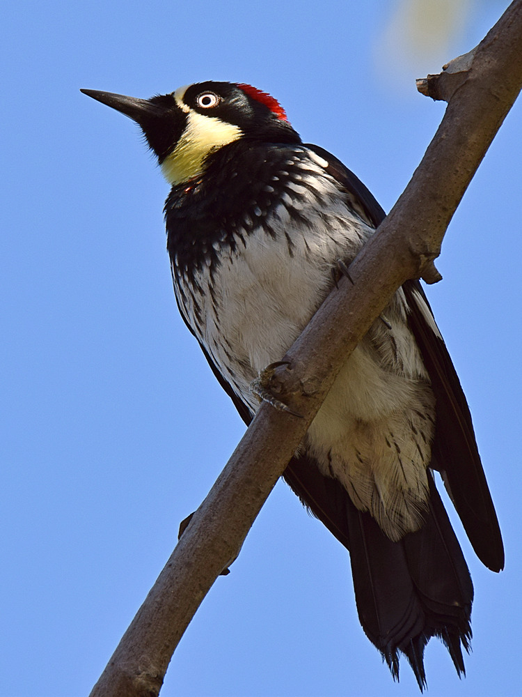 Woodpecker_2015-04-18.jpg