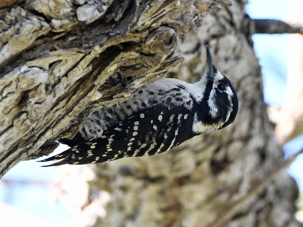 Woodpecker_2022_09_06.jpg