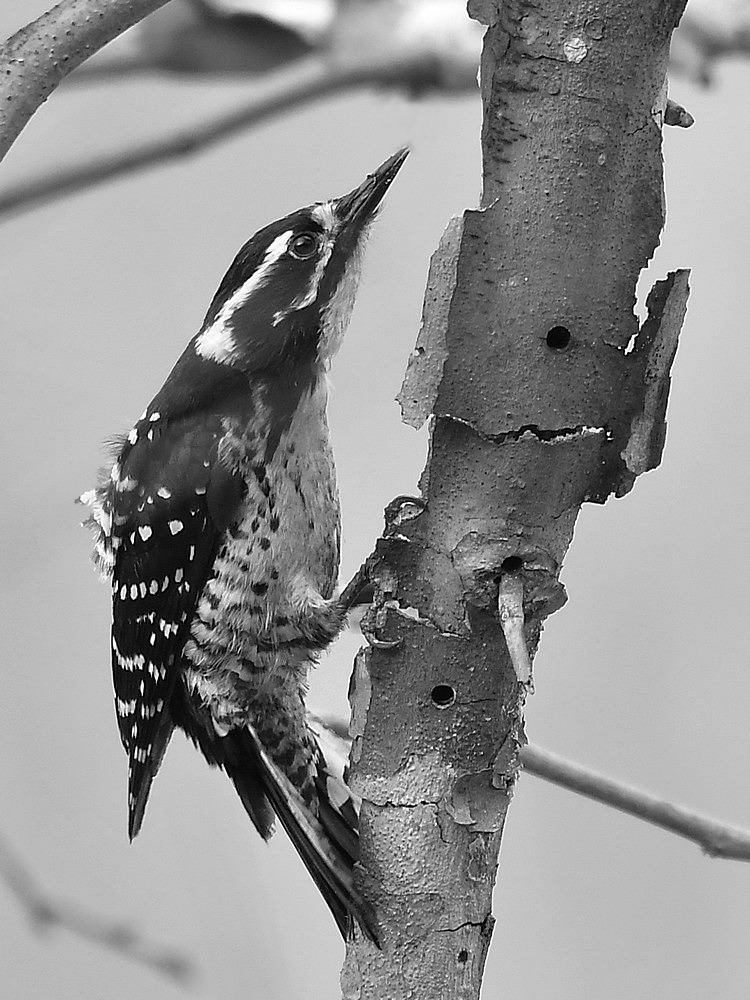 WoodpeckerBW2.jpg