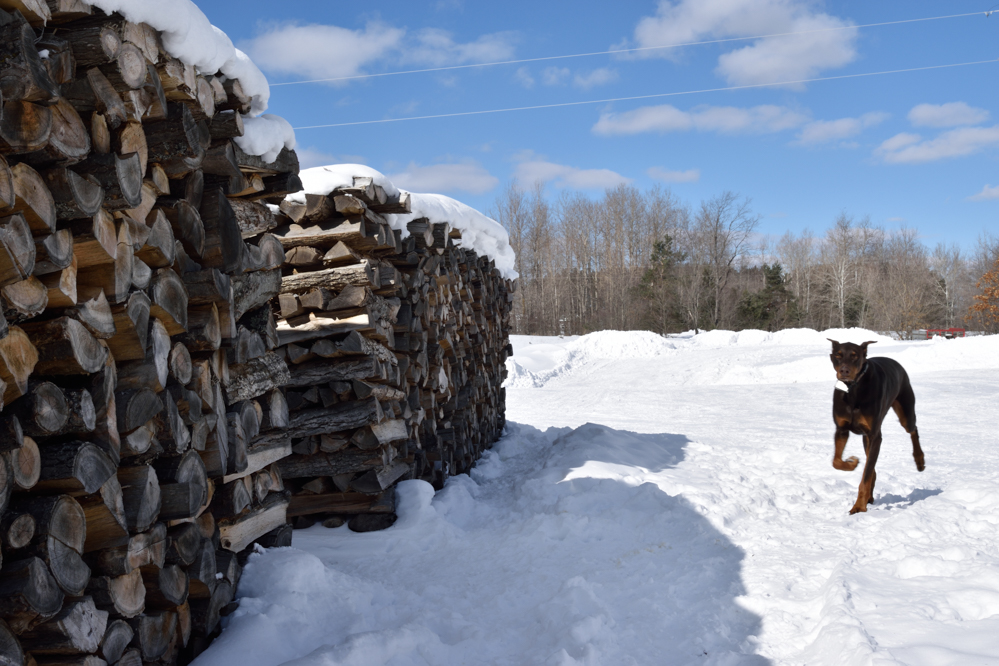Woodpile.jpg