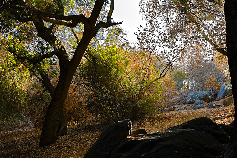 Woods-Bummin'.jpg