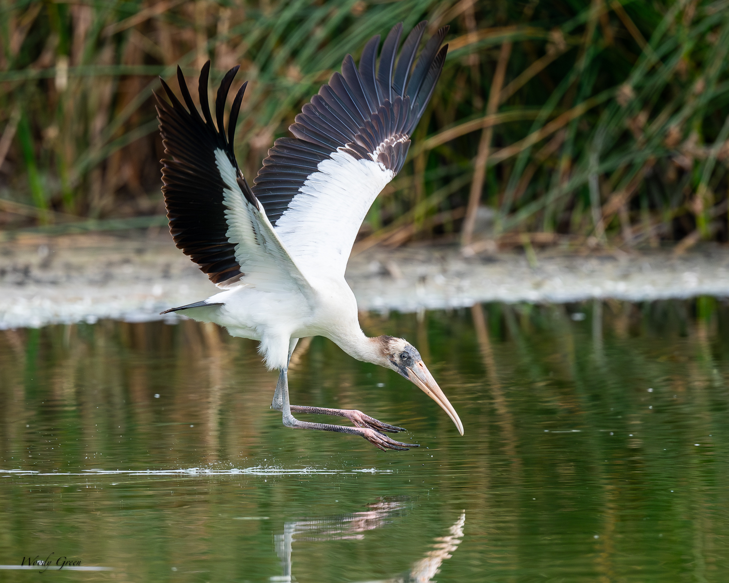 WoodStorkTakeoff-282.jpg