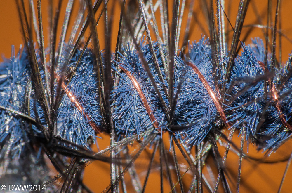 Wooly Bugger (1 of 1).jpg