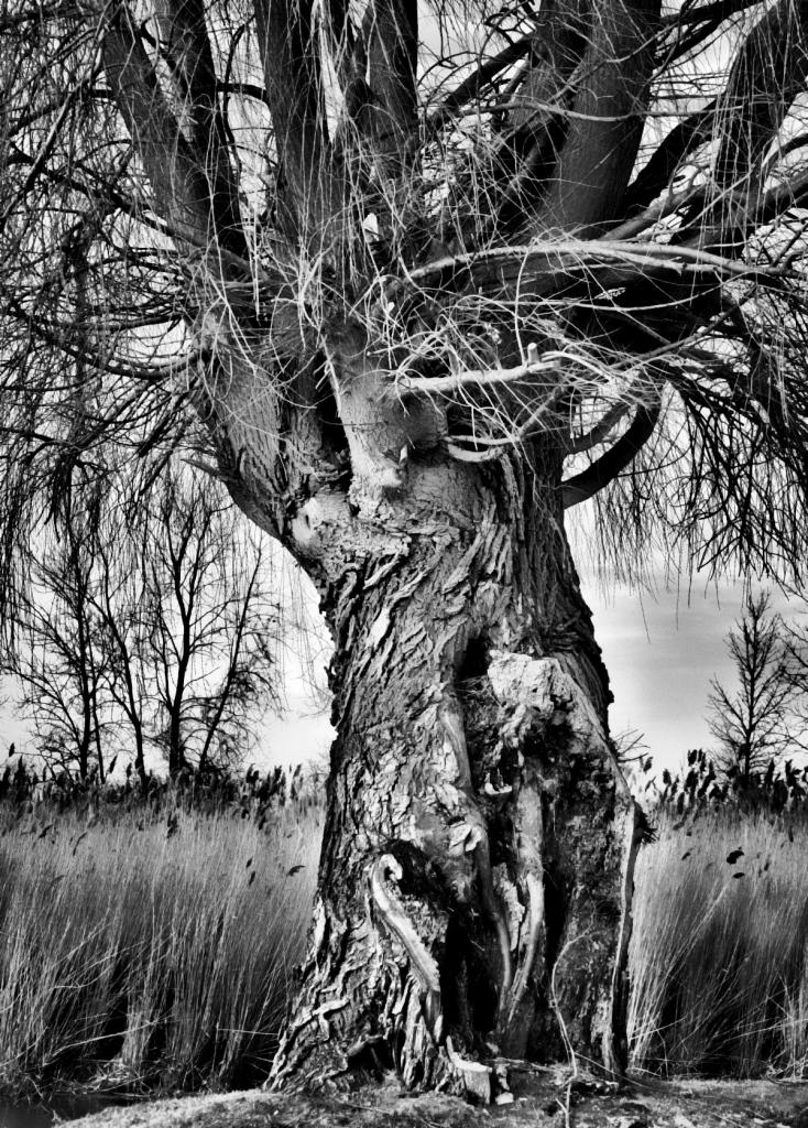 wounded willow1200 blk n wht.jpg