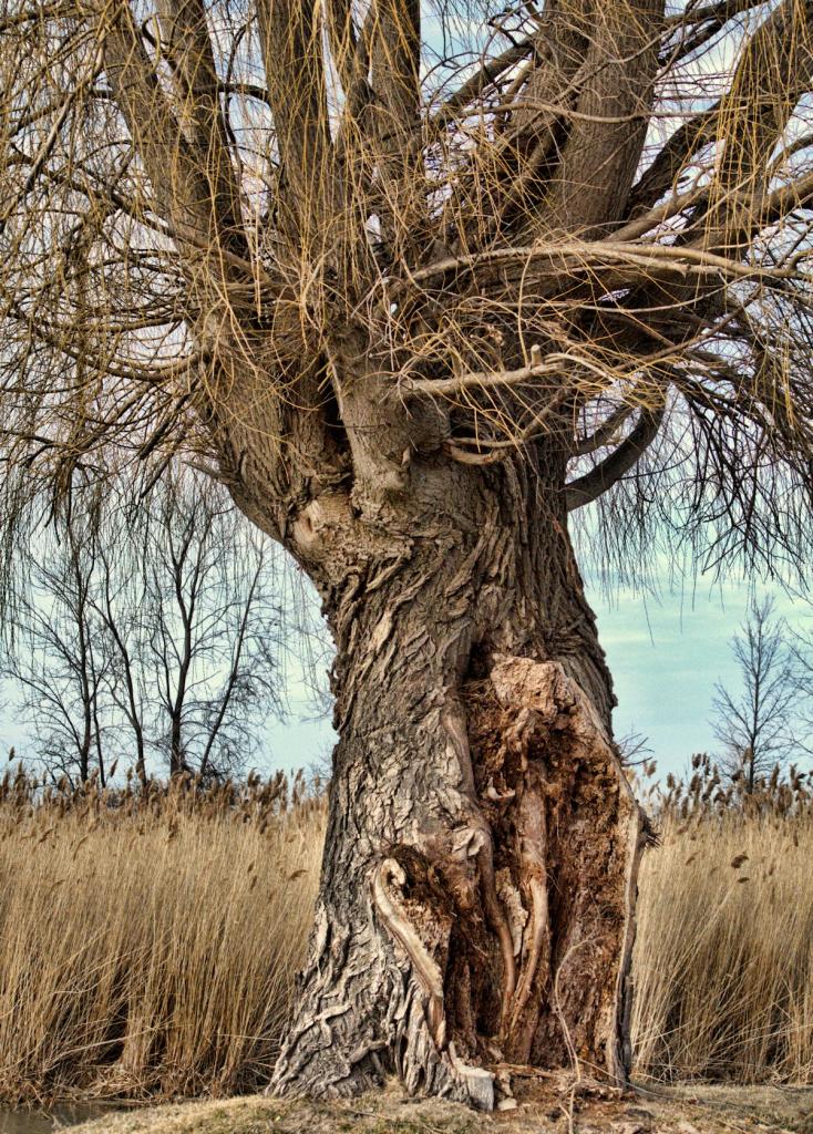 wounded willow1200.jpg