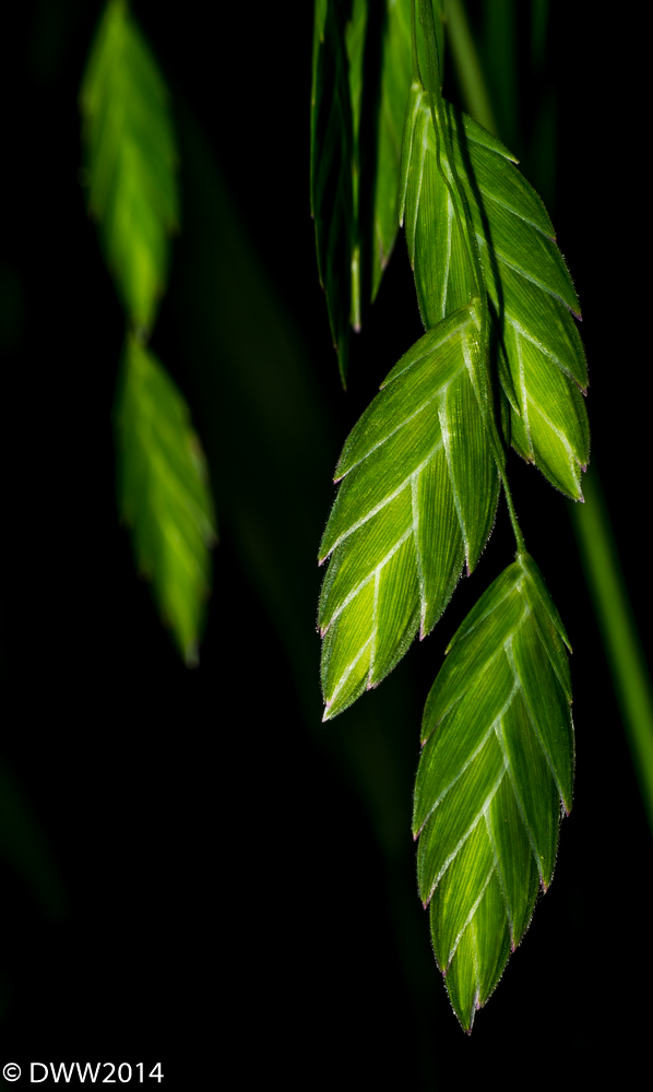 Woven (1 of 1).jpg