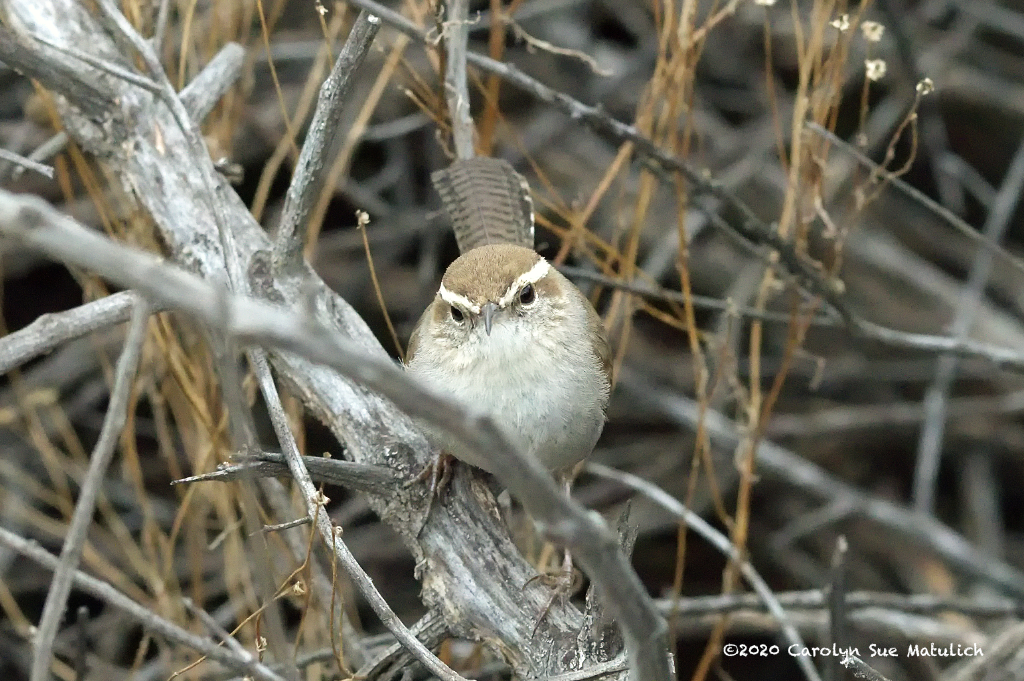 Wren, Bewicks N FR 500_1766.jpg