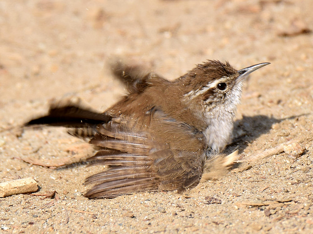 Wren.jpg