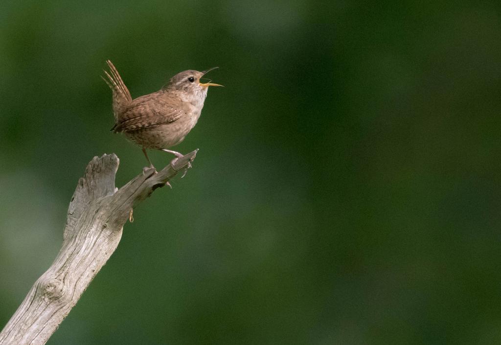 wren.jpg