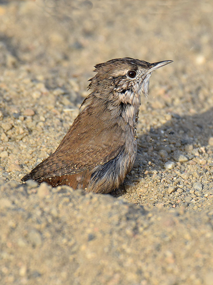 Wren.jpg