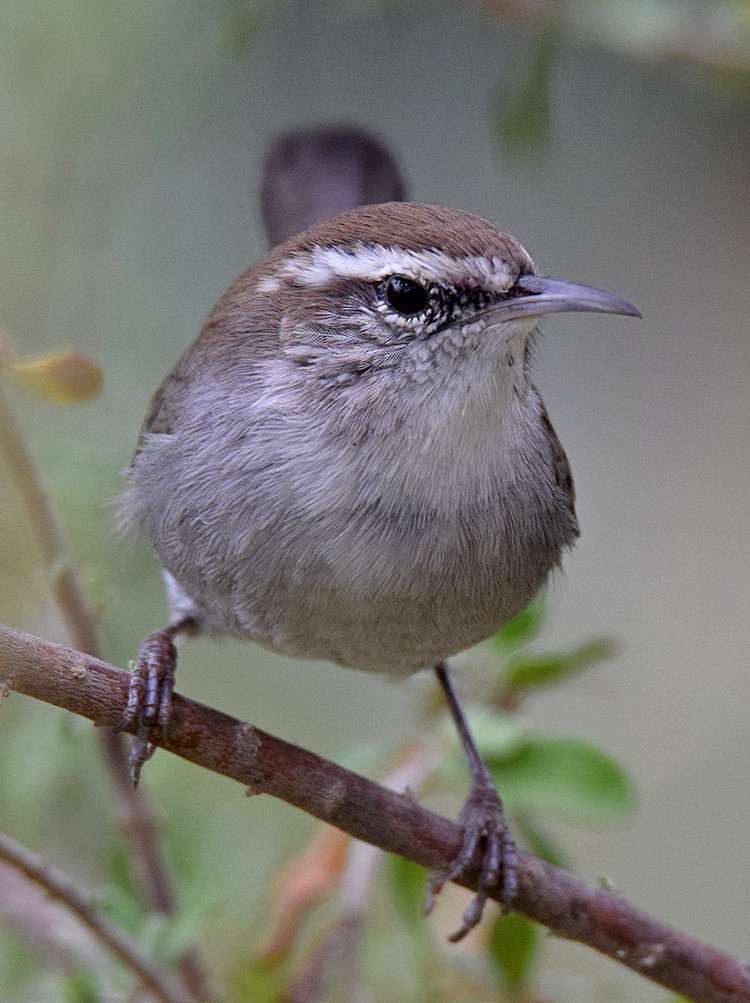 Wren.jpg