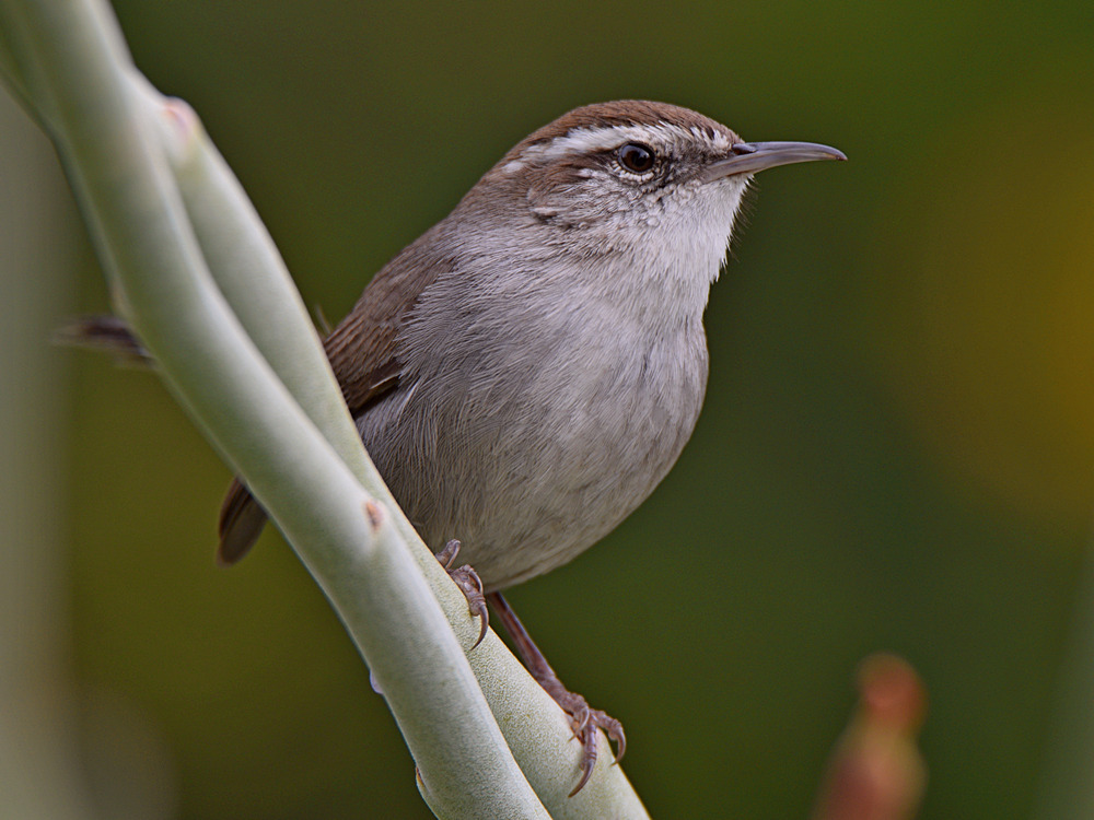 Wren.jpg