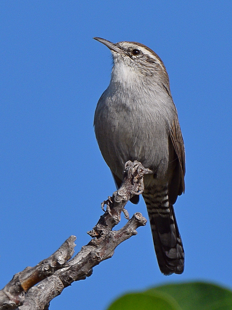 Wren.jpg