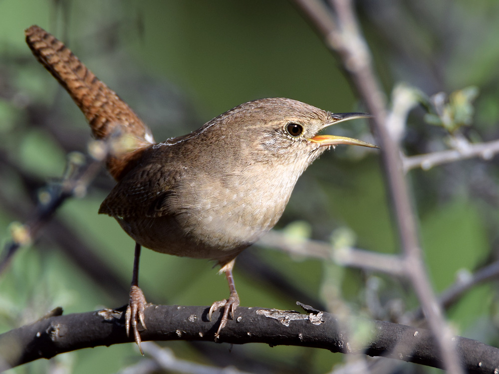 Wren.jpg